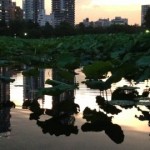 Mirror water surface with Sunset at Shinobazu-no-ike