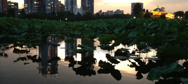 Mirror water surface with Sunset at Shinobazu-no-ike
