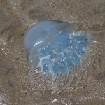 Blue jellyfish
