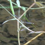Dragon flies at lake Aoki