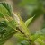 Carolina anole, Chichijima, Ogasawara