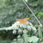 Flowers and butterflies