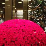 X'mas and one thousand roses