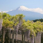 Wisteria trellis and Mount Fuji