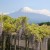 Wisteria trellis and Mount Fuji