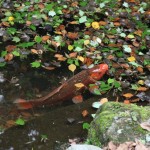 A carp in a pond