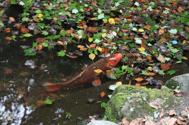 A carp in a pond