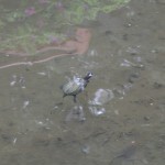 A turtle in a pond