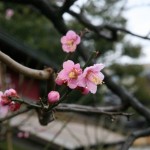 Japanese apricot, Kanazawa