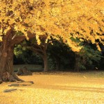 Hamarikyu Gardens in autumn