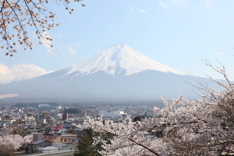 Mount fuji and Cherry blossoms