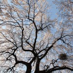 Cherry blossoms, Yamanashi