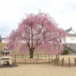 Yamagata castle and Cherry blossoms