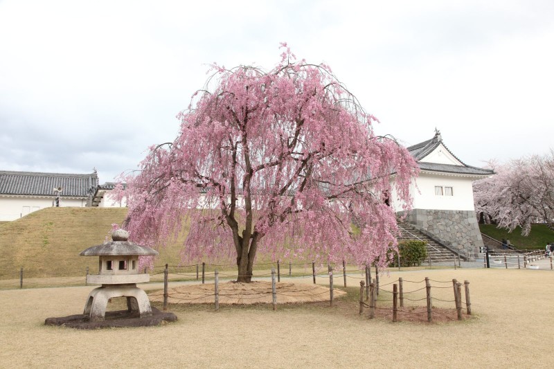 Yamagata castle and Cherry blossoms