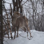 Hokkaido Sika Deer, Chitose-shi