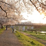 Cherry blossoms at Yanasegawa