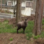 Antelope, Hida, Gifu