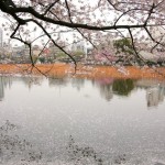 Cherry blossoms at Shinobazunoike