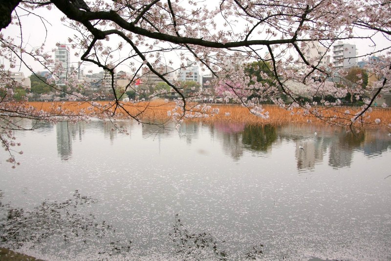 Cherry blossoms at Shinobazunoike