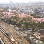 Asukayama park in April