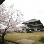 Todaiji and Cherry blossoms