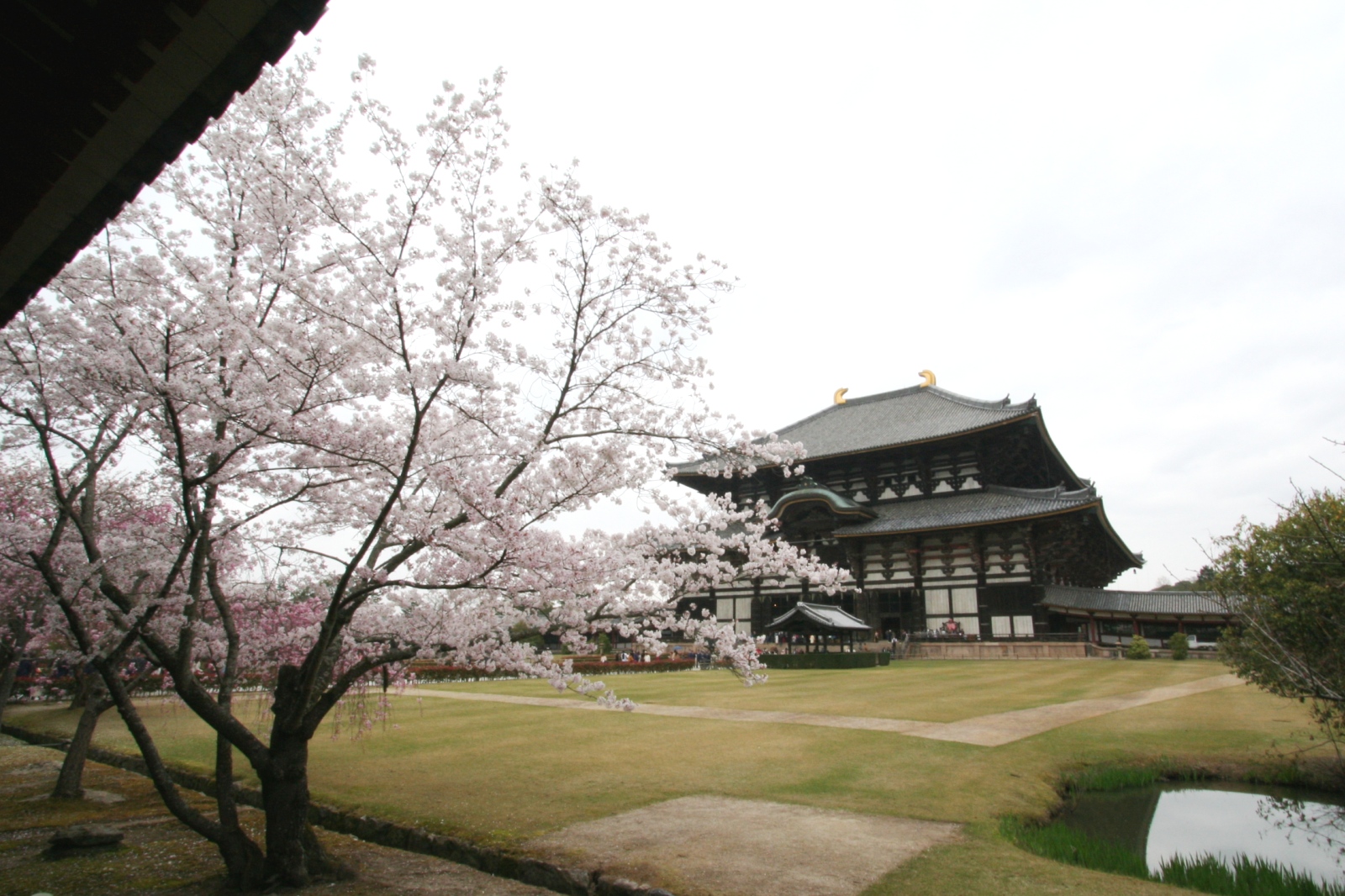 Todaiji and Cherry blossoms