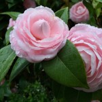 Camellia