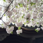 Joy of cherry blossom, again