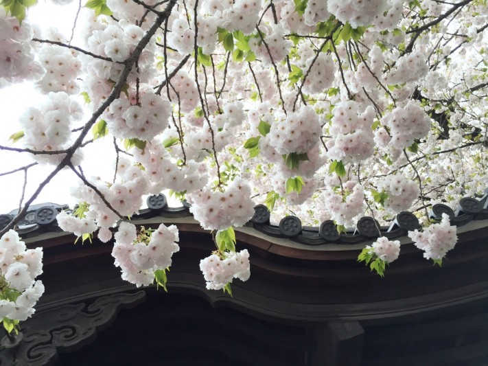 Joy of cherry blossom, again