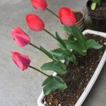 Flowers in Town