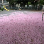 Pink carpet and Pink storm