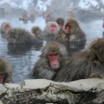 Jigokudani Yaen Koen, Snow Monkey Mountain, Nagano.