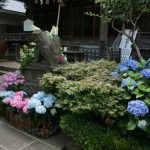 Hakusan Jinja, Bunkyo-ku, Tokyo