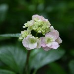 Hydrangea, Hakozaki Shrine