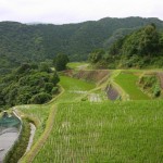 Terraced rice field in Nagasaki