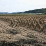 Rice field in autumn, Tono, Iwate