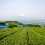 Mt. Fuji and green tea fields.