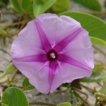 Seaside Morning Glory