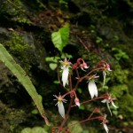 Strawberry Geranium