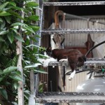 A cat in Kawagoe