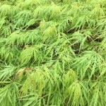 Fresh and green