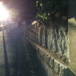 Evening light