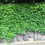 Green curtain