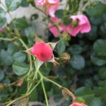 Rocket rose