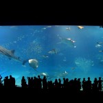 Okinawa Churaumi Aquarium