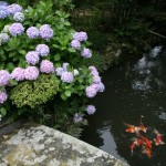 Hydrangea and Nishikigoi at Myojoin, Fukue island, Nagasaki.