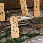Fish for display
