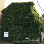 A green house