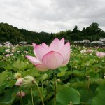 Pink Lotus Flowers