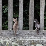 Cats in Mishima Taisha